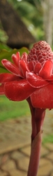 Lush Gardens - Red Torch Ginger